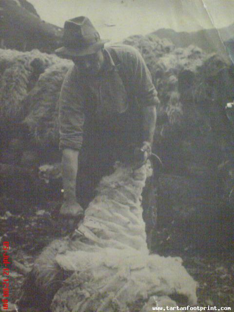 Grandad sheering sheep