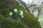 Wild primroses at Signal Rock, Glencoe