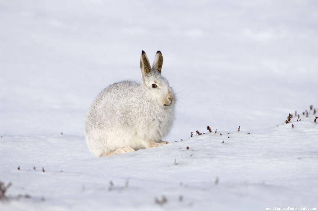 mountain-hare