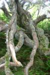 Mull - the oldest oak tree