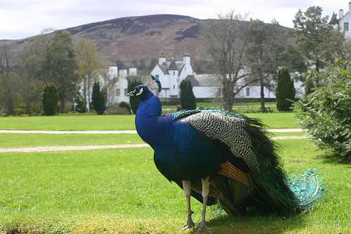 Blair Castle and Peacock