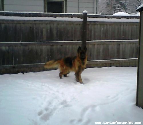 Koda in the snow
