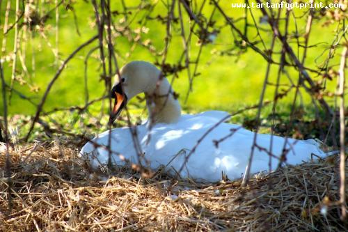 Nesting Swan at Rothsay Castle