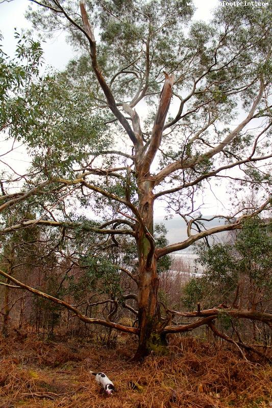 Eucalyptus Tree, Kilmun Arboretum