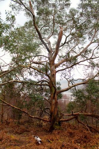 Eucalyptus Tree, Kilmun Arboretum