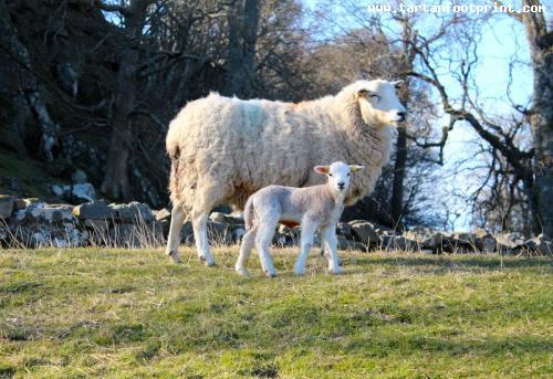 Newborn Lambs at St Blane's, Bute