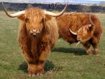 Highland Cattle (1)