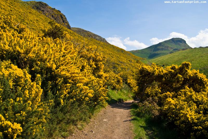 gorse