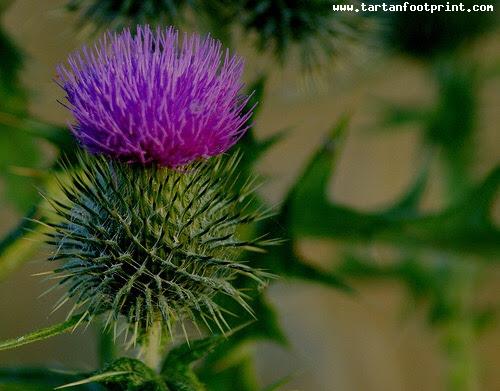 The Thistle of Scotland.