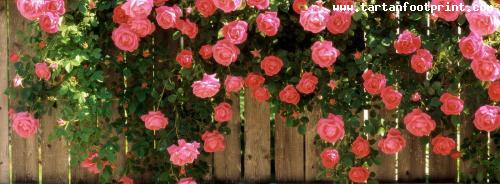 American-Beauty-Roses-wallpaper_bewerkt-1