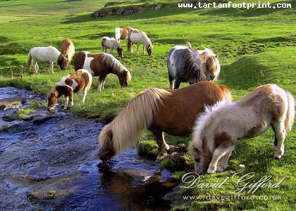 20051128200826_shetland-ponies-by-david-gifford_thumb