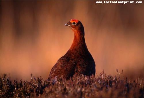 PAGE 5 red grouse 7 L.Campbell_800