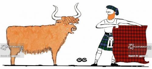 animals-scot-scotland-highland_cow-cow-cattle-ggun304_low