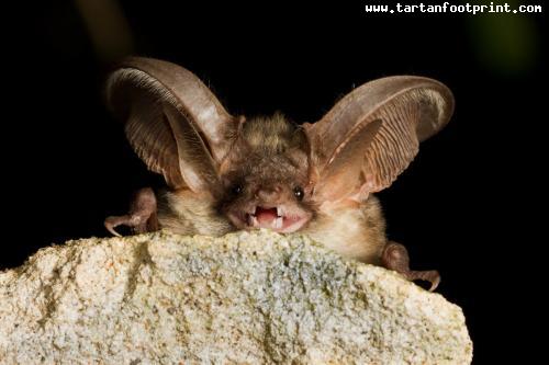 brown-long-eared-bat-scotland