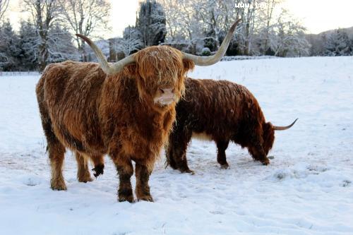 Highland-Cow-in-winter-shutterstock_462011872